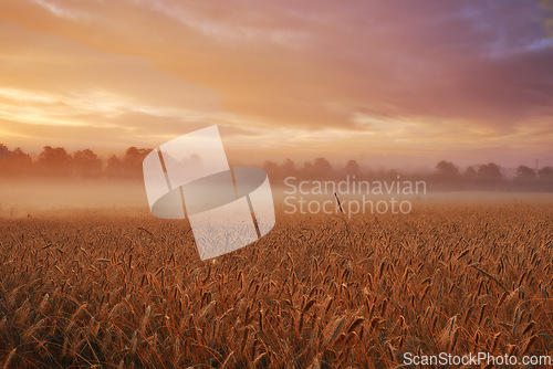 Image of Clouds, wheat or fog for sunlight, dramatic or sky in mysterious, meadow or landscape for wallpaper. Field, grain and mist in golden dusk for harvest in natural countryside for peaceful panorama