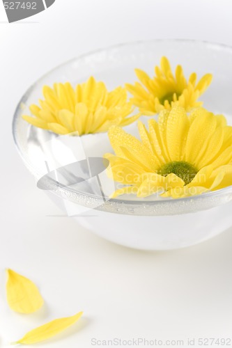 Image of yellow flowers