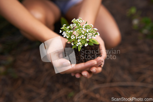 Image of Hands, soil and flower for gardening and ecology, growth and botanical with sustainability in environment. Nature, plant for landscaping and closeup of fertilizer, person and Spring blossom outdoor