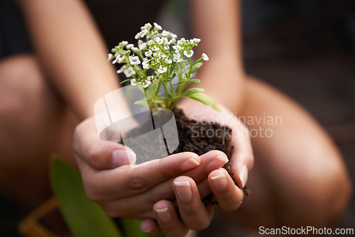 Image of Hands, soil and flower for garden and ecology, growth and botanical with sustainability in environment. Nature, plant for landscaping and closeup of fertilizer, person and Spring blossom outdoor