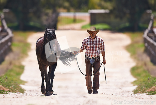 Image of Cowboy, leading or horse by reins on farm for walk or colt training on western ranch in country. Strong, stallion or healthy animal of american quarter thoroughbred, outdoor and exercise for bonding