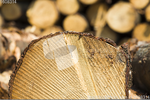 Image of tree trunks in the forest