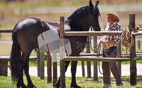 Image of Cowboy, horse and together on farm in nature, pride and bonding on western ranch in country. Strong, stallion or healthy animal of american quarter thoroughbred, outdoor and calm by trainer in texas