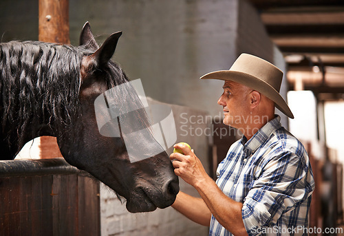 Image of Horse, farm and ranch with mature man in barn or stable for work in agriculture or sustainability. Cowboy, texas or western and animal farmer feeding apple to stallion for equestrian training