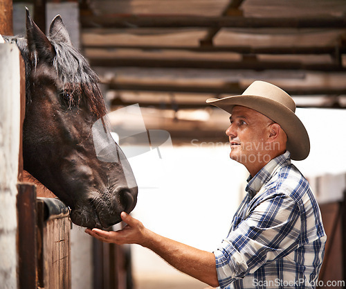 Image of Man, farmer and helping a horse in stable for care with bonding, feeding and support in Texas. Mature, male person and cowboy in ranch with domestic animal in countryside for agriculture work.