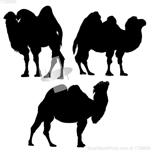 Image of Camel Silhouette Set