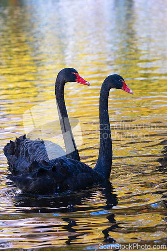 Image of black swans couple on lake at dawn