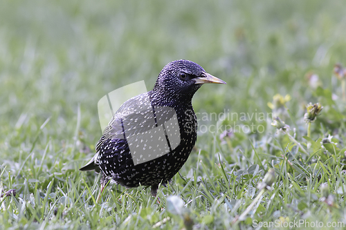 Image of colorful starling on green lawn in the park