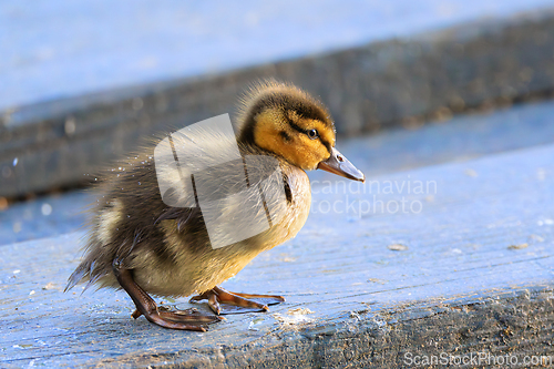 Image of cute newbord mallard duckling