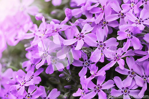 Image of downy phlox in beautiful light