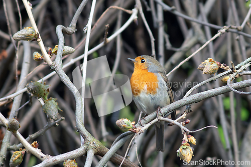 Image of european robin in spring season