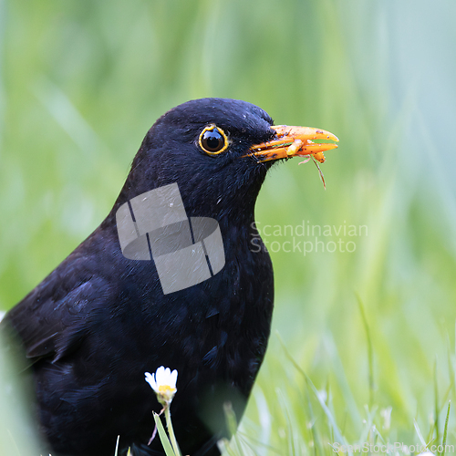 Image of extreme closeup of male common blackbird