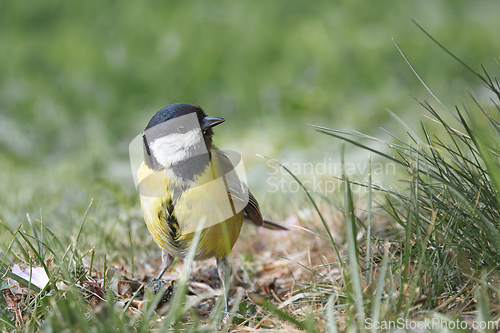 Image of great tit foraging for food in the park