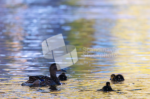 Image of mallard family on pond at dusk