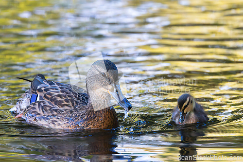 Image of mother mallard with baby duckling