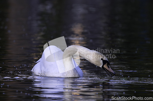 Image of mute swan searching for food on pond