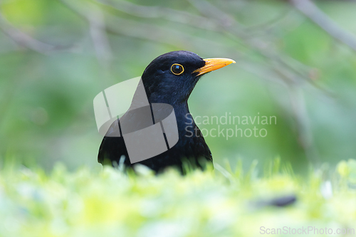 Image of closeup of beautiful blackbird male