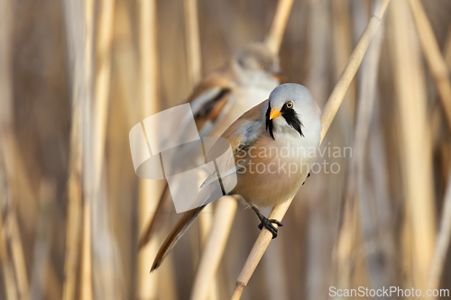 Image of colorful male bearded reedling