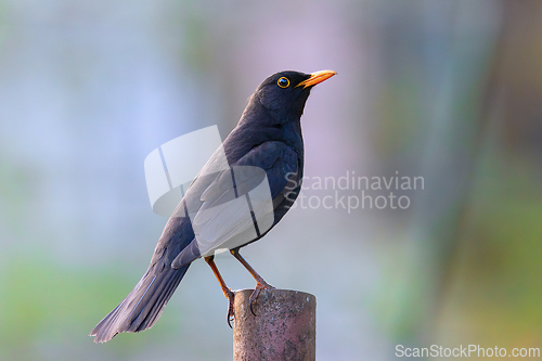Image of common blackbird in beautiful dawn orange light