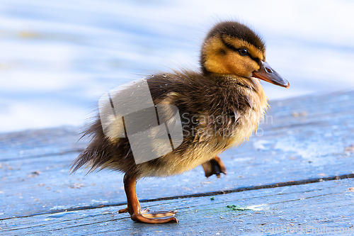 Image of cute mallard duckling walking near pond