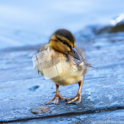 Image of cute newborn mallard duckling closeup