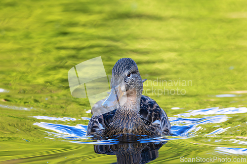 Image of female mallard duck swimming towards the camera