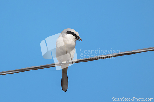 Image of great grey shrike on electirc wire