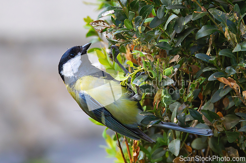 Image of great tit foraging for food on a bush