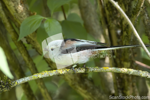 Image of long tailed tit in natural habitat