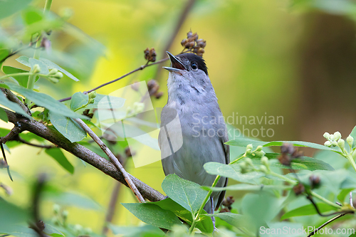 Image of male eurasian blackcap in the bushes