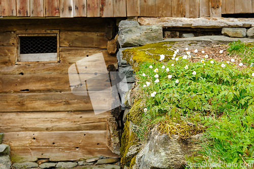 Image of Rustic wooden barn wall with blooming white flowers on lush gree