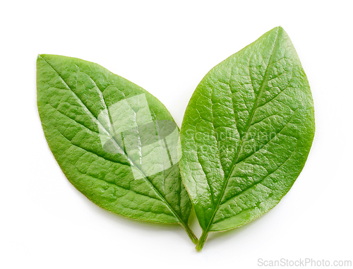 Image of fresh green leaves