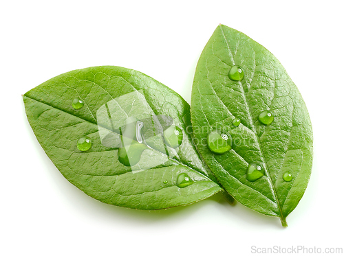 Image of fresh green leaves