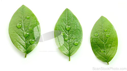 Image of fresh green leaves