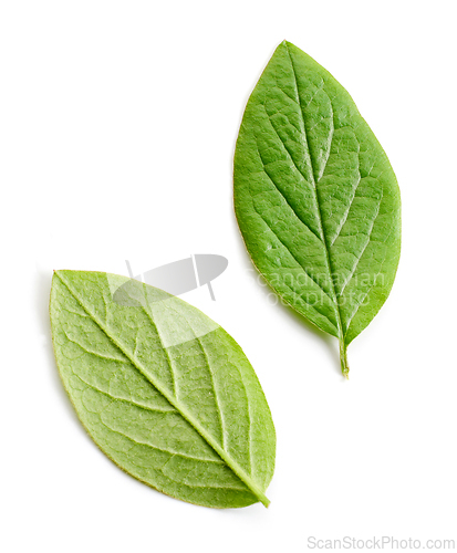 Image of two fresh green leaves
