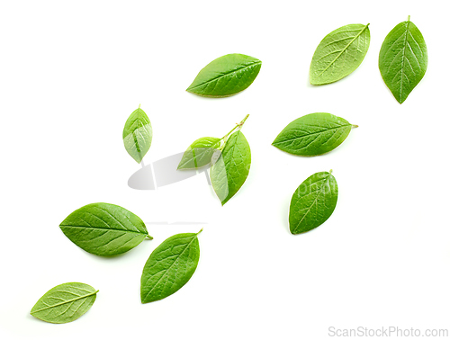 Image of fresh green leaves