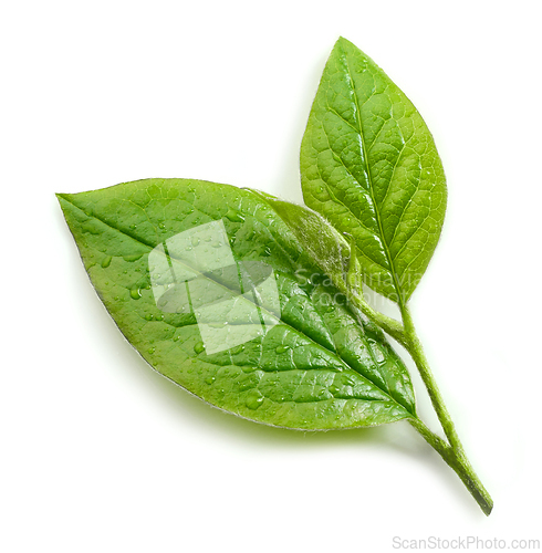Image of fresh green leaves