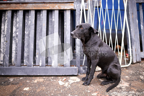 Image of Outdoor, street and abandoned dog with sad look in homeless, lost and ready for help or adoption. Domestic, pet and animal rescue for charity with need for care, support and love or protection.