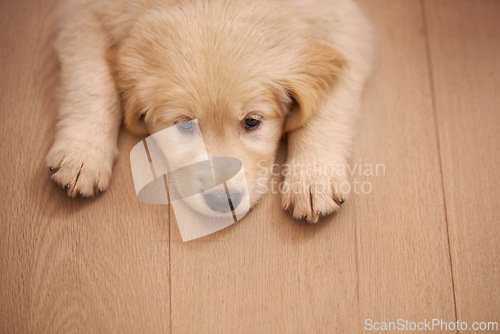 Image of Puppy, portrait and rest with wood, floor and tired or sad with pet at home or house. Golden retriever, animal and dog with sleepy, bored or depressed from exhausted play or unhappy from high angle