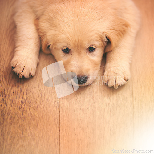 Image of Dog, portrait and rest with wood, floor and paw or sad with pet at home or house. Golden retriever, animal and puppy with sleepy, bored or depressed from exhausted play or unhappy from high angle