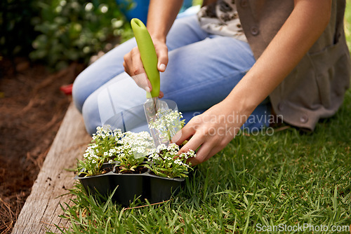 Image of Nature, flowers and human by plant for gardening, landscaping and growth outdoor in grass, soil or backyard. Sweet alyssum, shovel and gardener with vegetation in eco friendly container, box or herbs