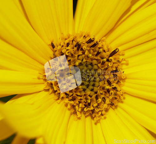 Image of Dwarf sunflower, flower closeup and nature with environment, spring and natural background. Ecology, landscape or wallpaper with plant in garden or park, growth and yellow with blossom for botany