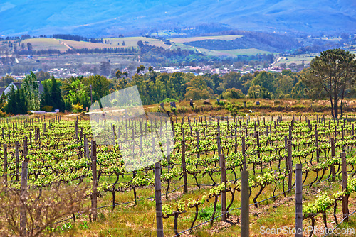 Image of Vineyard, farming and plants in field, nature and environment with greenery in outdoor countryside. Natural landscape, agriculture for sustainability and agro business in winelands with ecology