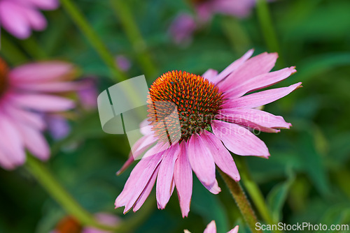 Image of Coneflower, nature and flowerbed on spring closeup, medicinal plant for fresh vegetation. Pollen and ecology or biodiversity or environmental sustainability, Echinacea purpurea or growth or earth day