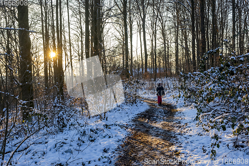 Image of sunny winter forest with footpath