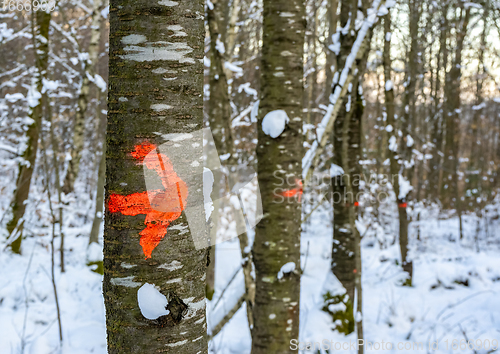 Image of marked stems in a winter forest