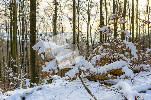 Image of sunny winter forest