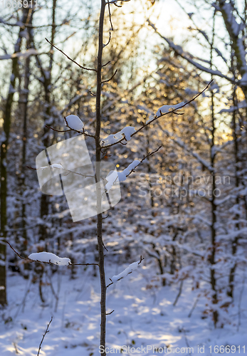 Image of sunny winter forest