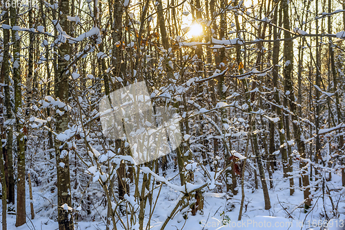 Image of sunny winter forest
