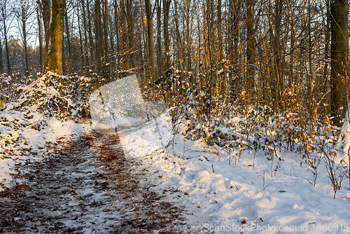 Image of sunny winter forest with footpath